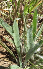 Plantago