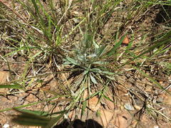 Plantago