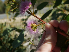 Eucalyptus albopurpurea