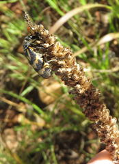 Plantago