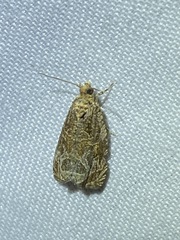 Olethreutes permundana