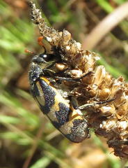 Hycleus lunatus