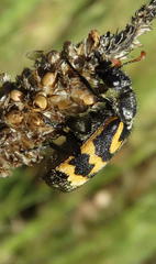 Hycleus lunatus