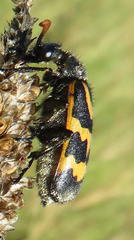 Hycleus lunatus