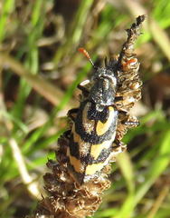 Hycleus lunatus