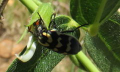 Hycleus