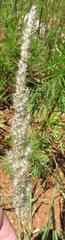 Enneapogon cenchroides