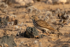 Alaudala rufescens rufescens