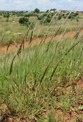 Enneapogon cenchroides