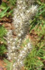 Enneapogon cenchroides