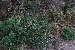 Wahlenbergia obovata