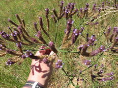 Verbena