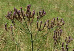 Verbena