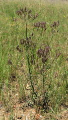 Verbena