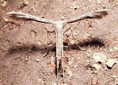 Hellinsia kellicottii