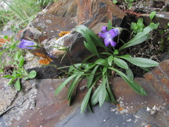 Campanula ciliata