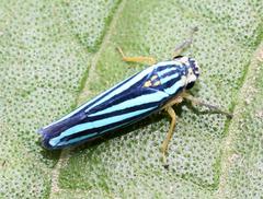 Poecilocarda cosmopolita