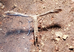 Hellinsia kellicottii