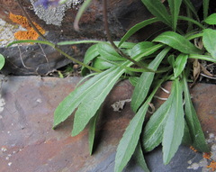 Campanula ciliata