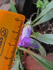 Campanula ciliata