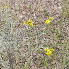 Senecio flaccidus flaccidus