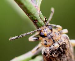 Megaleruca