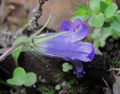 Campanula ciliata