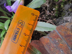 Campanula ciliata