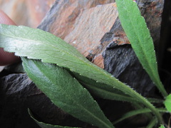 Campanula ciliata