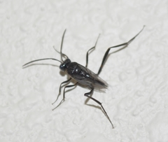 Evania appendigaster