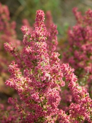 Erica setacea