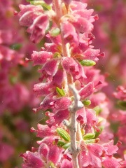 Erica setacea