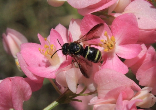 Stelis costalis Cresson, 1872