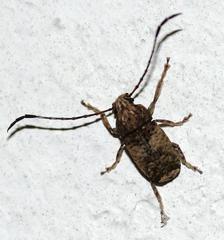 Phloeobius cordiger