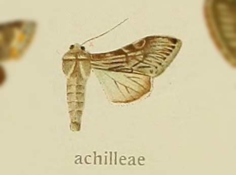 Cucullia achilleae