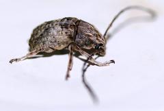 Phloeobius cordiger