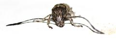 Phloeobius cordiger