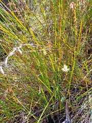 Symphionema paludosum