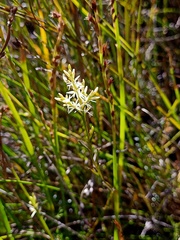 Symphionema paludosum