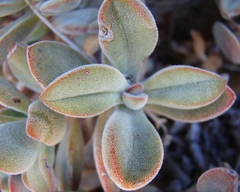 Crassula anso-lerouxiae