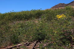 Wahlenbergia obovata