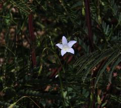 Wahlenbergia obovata