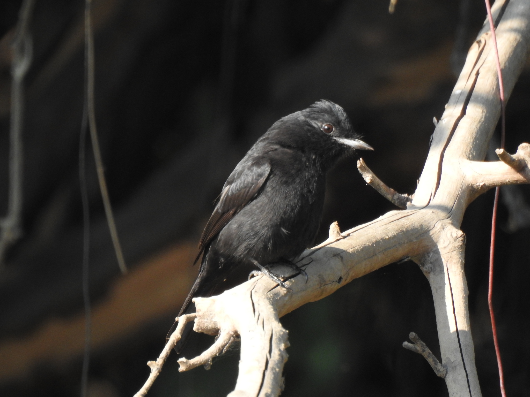 Hudson's Black Tyrant (Knipolegus hudsoni), photo 10