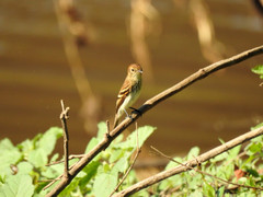Knipolegus hudsoni