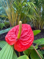 Anthurium