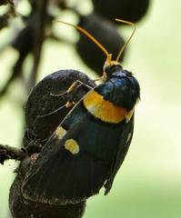 Egybolis vaillantina