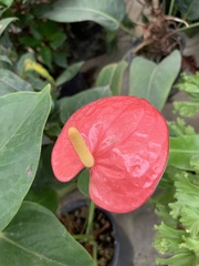 Anthurium