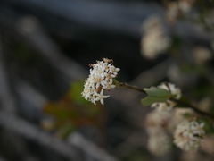 Pomaderris obcordata