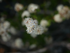 Pomaderris obcordata