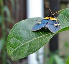 Egybolis vaillantina